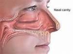 Alergies - Nasal Cavity